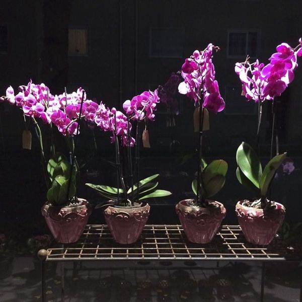 Ladengeschäft von Blumen Flaschka in der Brückenstraße Augsburg (13)
